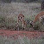 Arts & Vie - Kruger - Afrique du sud