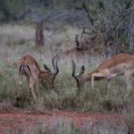 Arts & Vie - Kruger - Afrique du sud