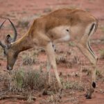 Arts & Vie - Kruger - Afrique du sud