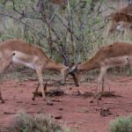 Arts & Vie - Kruger - Afrique du sud