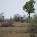 Arts & Vie - Kruger - Afrique du sud