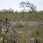 Arts & Vie - Kruger - Afrique du sud