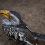 Arts & Vie - Kruger - Afrique du sud