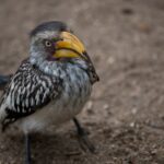Arts & Vie - Kruger - Afrique du sud