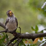 Arts & Vie - Kruger - Afrique du sud