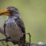 Arts & Vie - Kruger - Afrique du sud