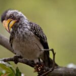 Arts & Vie - Kruger - Afrique du sud