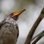 Arts & Vie - Kruger - Afrique du sud