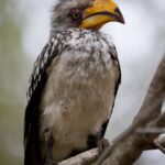 Arts & Vie - Kruger - Afrique du sud