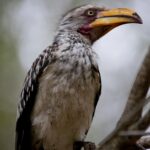 Arts & Vie - Kruger - Afrique du sud
