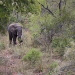 Arts & Vie - Kruger - Afrique du sud