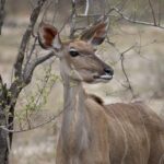 Arts & Vie - Kruger - Afrique du sud