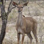Arts & Vie - Kruger - Afrique du sud