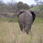 Arts & Vie - Kruger - Afrique du sud