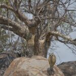 Arts & Vie - Kruger - Afrique du sud