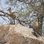 Arts & Vie - Kruger - Afrique du sud