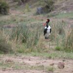 Arts & Vie - Kruger - Afrique du sud