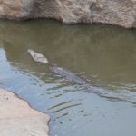 Arts & Vie - Kruger - Afrique du sud