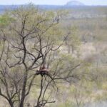 Arts & Vie - Kruger - Afrique du sud