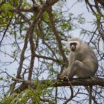 Arts & Vie - Kruger - Afrique du sud