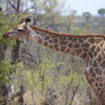 Arts & Vie - Kruger - Afrique du sud