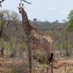 Arts & Vie - Kruger - Afrique du sud