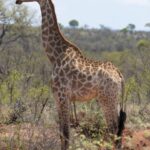 Arts & Vie - Kruger - Afrique du sud