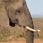 Arts & Vie - Kruger - Afrique du sud