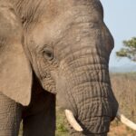 Arts & Vie - Kruger - Afrique du sud