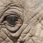 Arts & Vie - Kruger - Afrique du sud