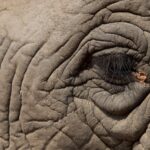 Arts & Vie - Kruger - Afrique du sud