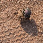 Arts & Vie - Kruger - Afrique du sud