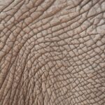 Arts & Vie - Kruger - Afrique du sud