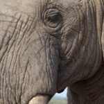 Arts & Vie - Kruger - Afrique du sud