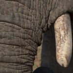Arts & Vie - Kruger - Afrique du sud