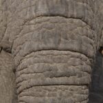 Arts & Vie - Kruger - Afrique du sud