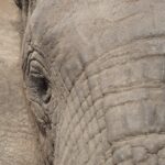 Arts & Vie - Kruger - Afrique du sud