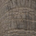 Arts & Vie - Kruger - Afrique du sud
