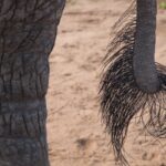 Arts & Vie - Kruger - Afrique du sud