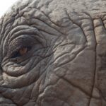 Arts & Vie - Kruger - Afrique du sud