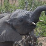 Arts & Vie - Kruger - Afrique du sud