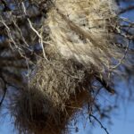 Arts & Vie - Namaland et Kalahari - Namibie