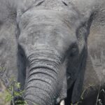 Arts & Vie - Kruger - Afrique du sud