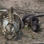 Arts & Vie - Kruger - Afrique du sud