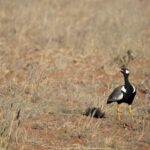 Arts & Vie - Namaland et Kalahari - Namibie
