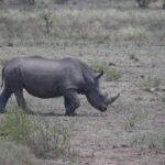 Arts & Vie - Kruger - Afrique du sud