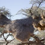 Arts & Vie - Namaland et Kalahari - Namibie