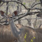 Arts & Vie - Kruger - Afrique du sud