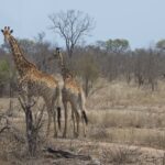Arts & Vie - Kruger - Afrique du sud