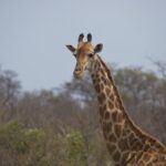 Arts & Vie - Kruger - Afrique du sud